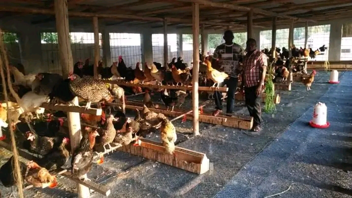 Poultry farming