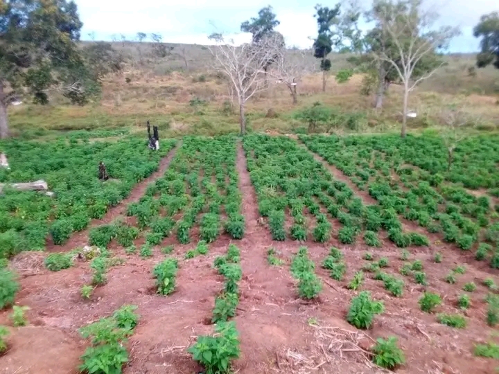 Agribusiness plan development