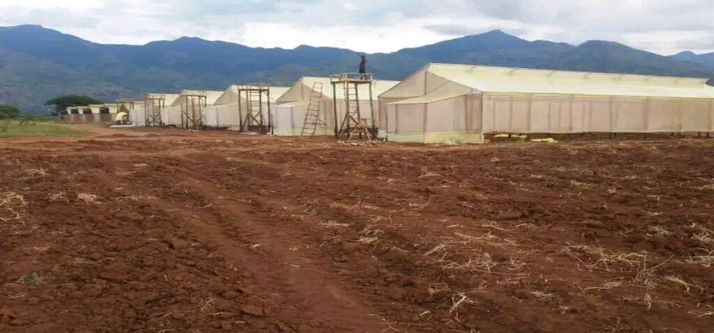 Greenhouse construction services and production techniques