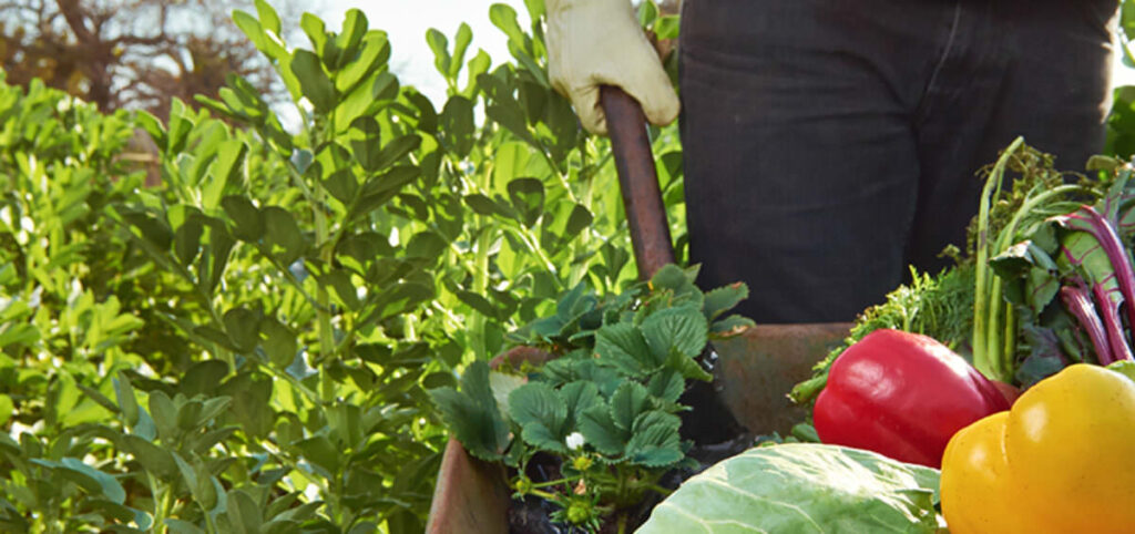 Horticulture production on organic farming and value addition